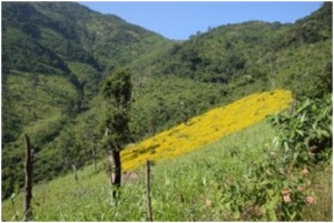 Mandasa green fields